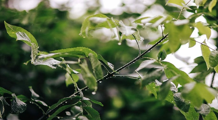 garden-rain-leaves-trees.jpg